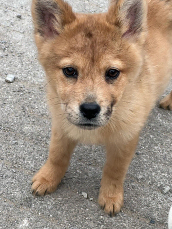 3 beautiful female merle chowskis for sale