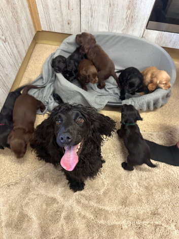 Fully Kc registered cocker spaniel puppies
