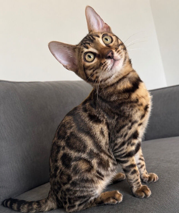 2 left!!!  5 BENGAL KITTENS