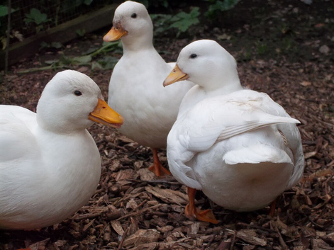 QUALITY CALL DUCKLINGS FOR SALE.