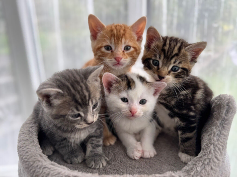 Kittens