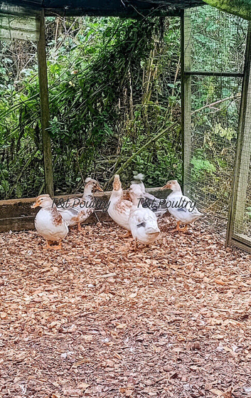 Trios Crested Bantam Ducks aka Crested Miniature Appleyard