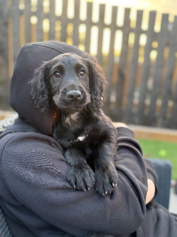 Cocker Spaniel Puppy