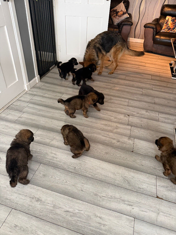 Glenconner German shepherds