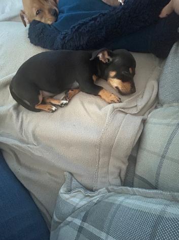 3/4 jack x patterdale
