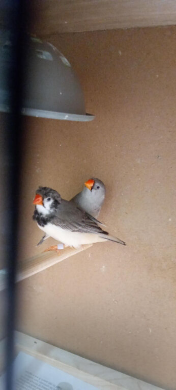 Zebra Finch Crested