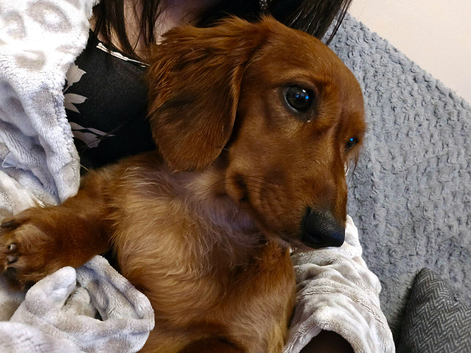 Miniature dachshund