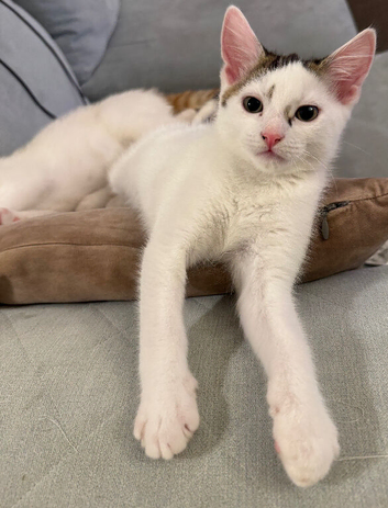 Gorgeous Kittens Looking for Forever Homes