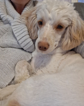 Cockapoo for stud