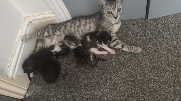 2 kittens available