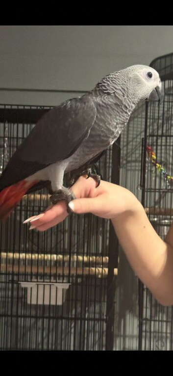 African grey baby's - 3 left