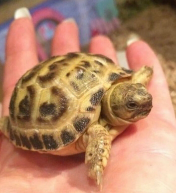 Baby Horsfield tortoise, with fully set up home and all accessories