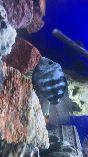 Large tropical fish