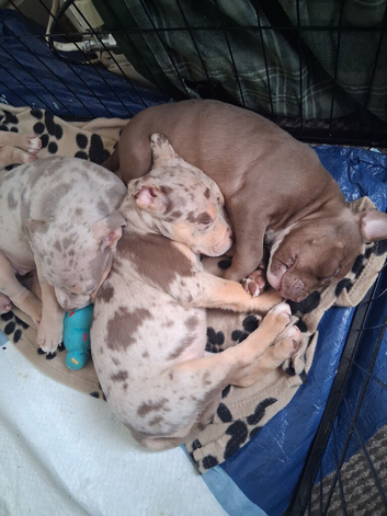 American bully pups