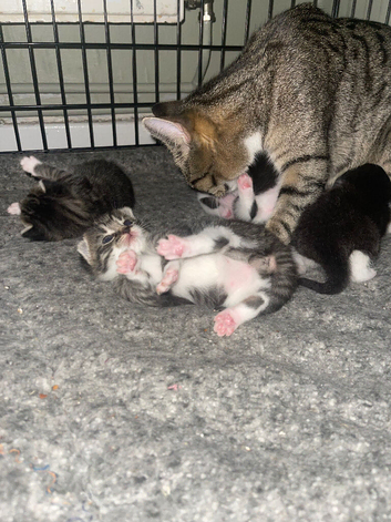 Female Kittens