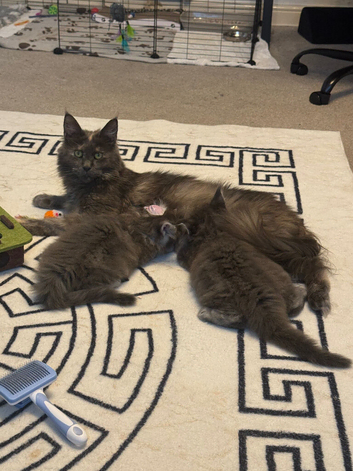 Beautiful Maine Coon Kitten &ndash; Ready Soon