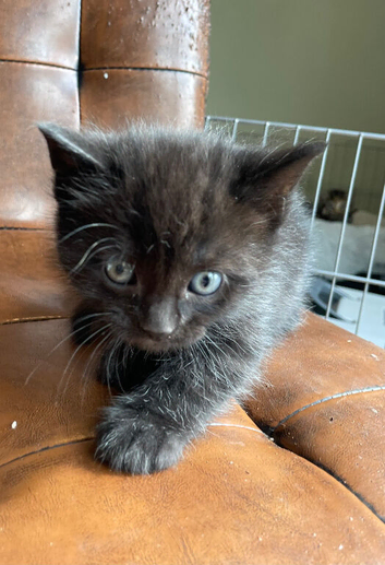 Kittens for sale