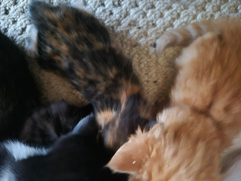 Kitens