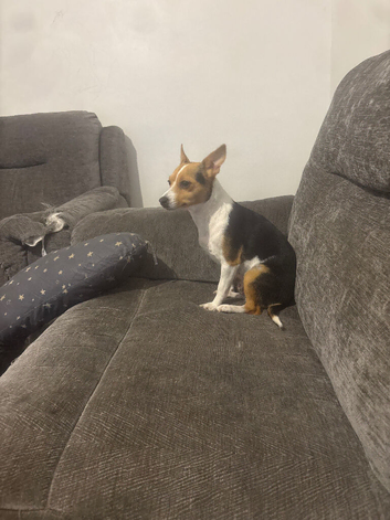 Female Jack Russell puppy