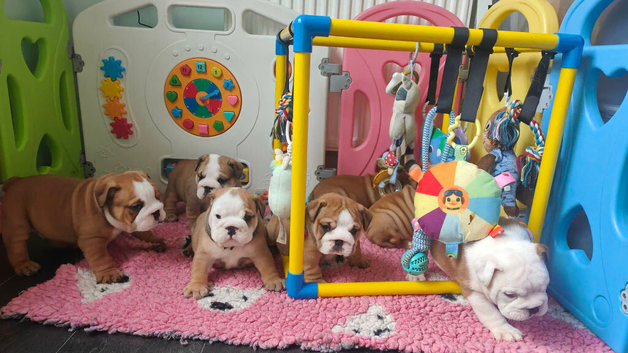 KC REG,english Bulldog Puppies from Health Tested Parents
