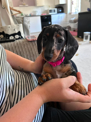 female mini dachshund