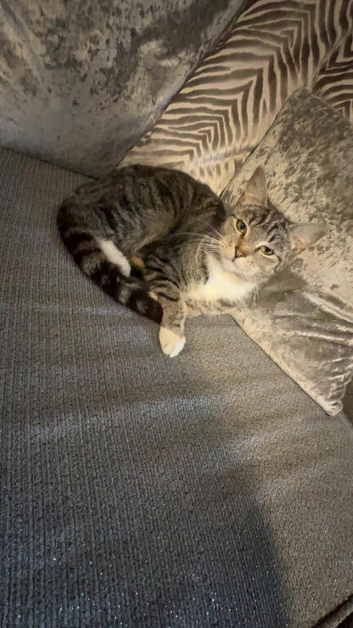 Tabby cat