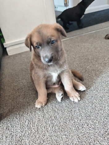 Belgian Malinois X Puppy &ndash; Loving Home Needed