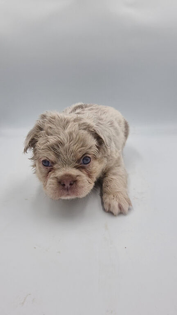 Kc reg Fluffy french bulldog puppies