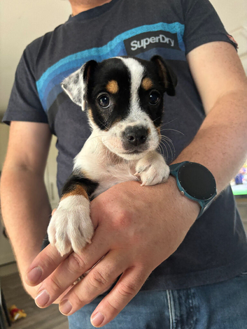 British bulldog cross jack