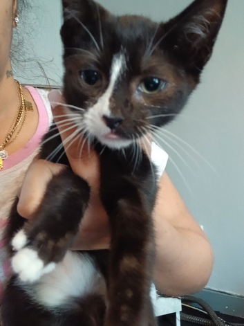 Kittens for sale