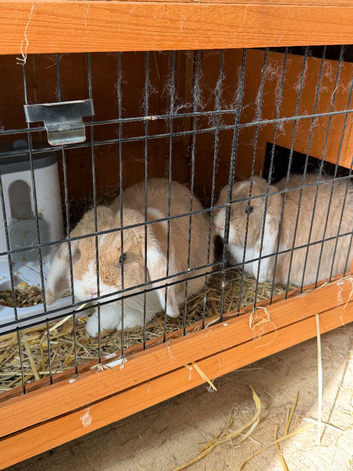 2 female mini lops