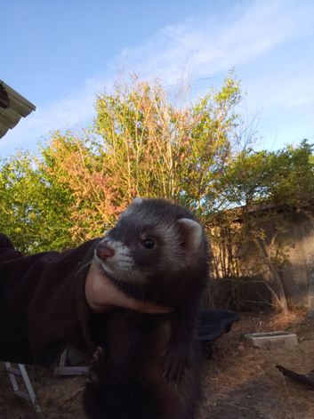 Ferrets