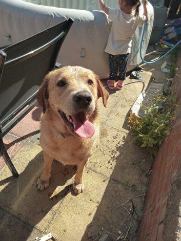 6 year old labrador/golden retriever