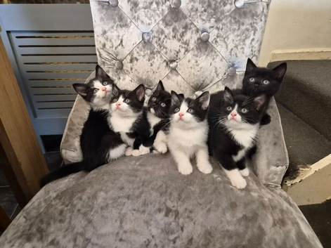 3 X Beautiful Black & White Kittens &pound;20