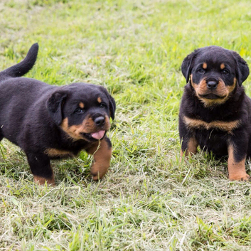 XXX GERMAN TOP SIZE ROTTWEILER PUPS XXX