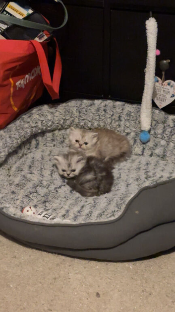 2 gorgeous Persian kittens