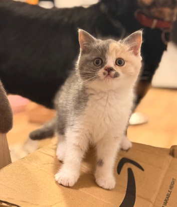 British shorthair kittens