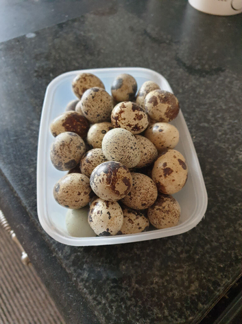 Quail  eggs