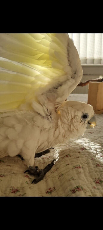 Cockatoo 15 weeks old female dna supper tame