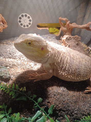 Bearded dragon and full set up