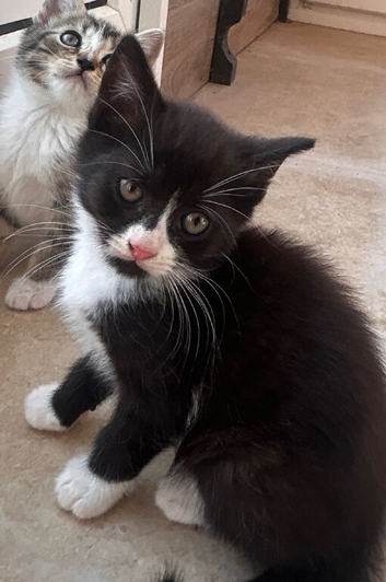 Turkish Angora mixed Kittens available