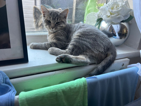 Grey tabby female kitten
