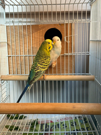 Breeding pairs of budgies
