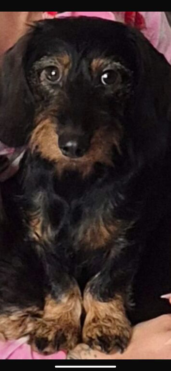 Wire hair dachshund