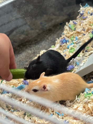 2 x Female Gerbils & Cage
