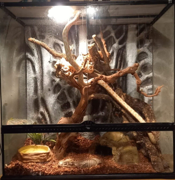 Corn snake
