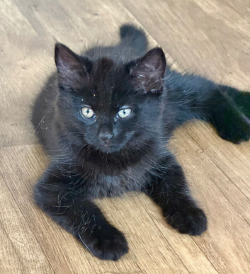 Playful kittens looking for their new home