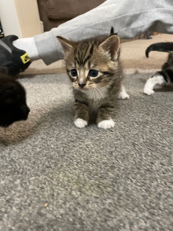 Beautiful kitties!