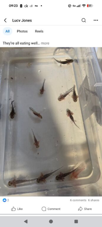 Axolotl baby's for sale