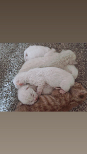 Siamese kittens